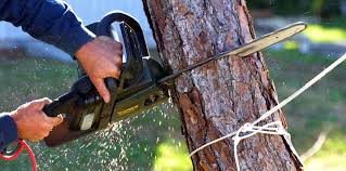 Tree and Shrub Care in Yorketown, NJ