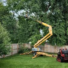 Best Fruit Tree Pruning  in Yorketown, NJ