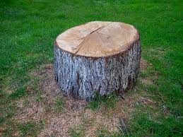 Best Hazardous Tree Removal  in Yorketown, NJ