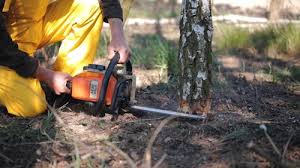 Best Pest Control for Lawns  in Yorketown, NJ