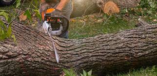 Best Palm Tree Trimming  in Yorketown, NJ