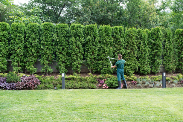 Best Tree Removal  in Yorketown, NJ
