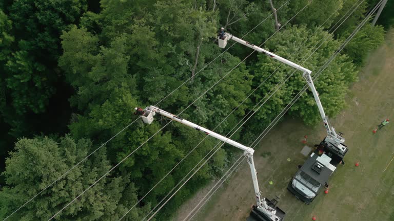 Professional Tree Removal in Yorketown, NJ