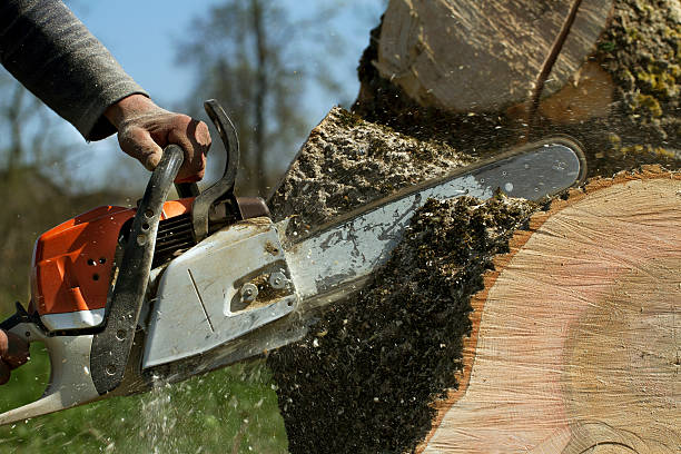 How Our Tree Care Process Works  in  Yorketown, NJ