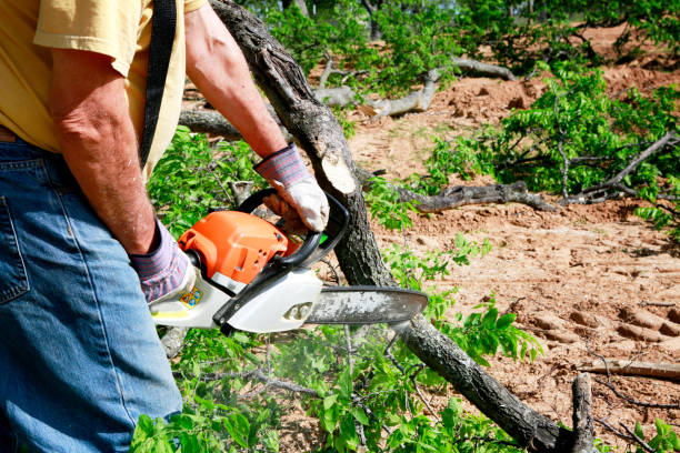 Best Tree Trimming and Pruning  in Yorketown, NJ
